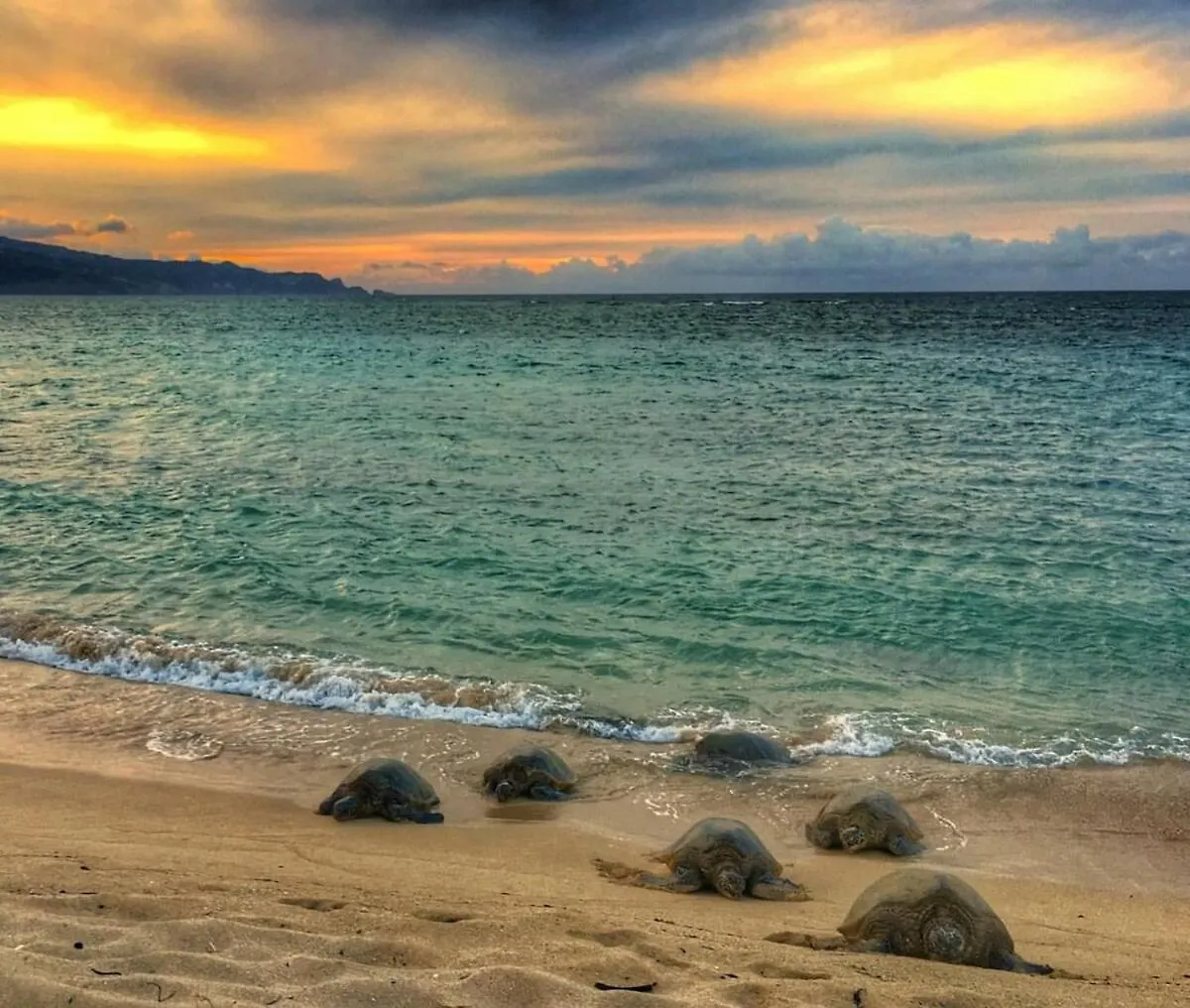 아파트 Turtle Paradise - King Bed, Ac, Across From Beach 키헤이