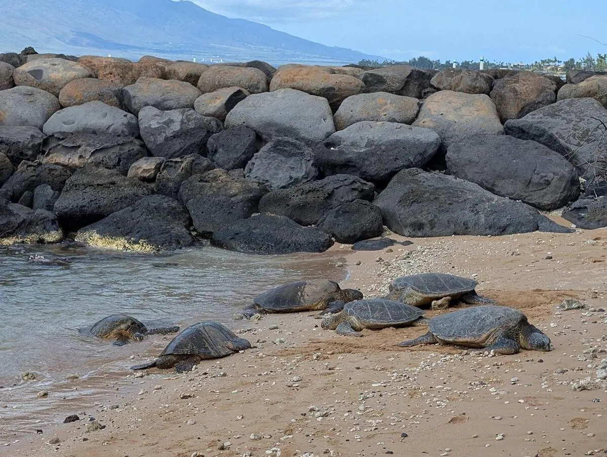 Turtle Paradise - King Bed, Ac, Across From Beach Kihei 0*,  Estados Unidos