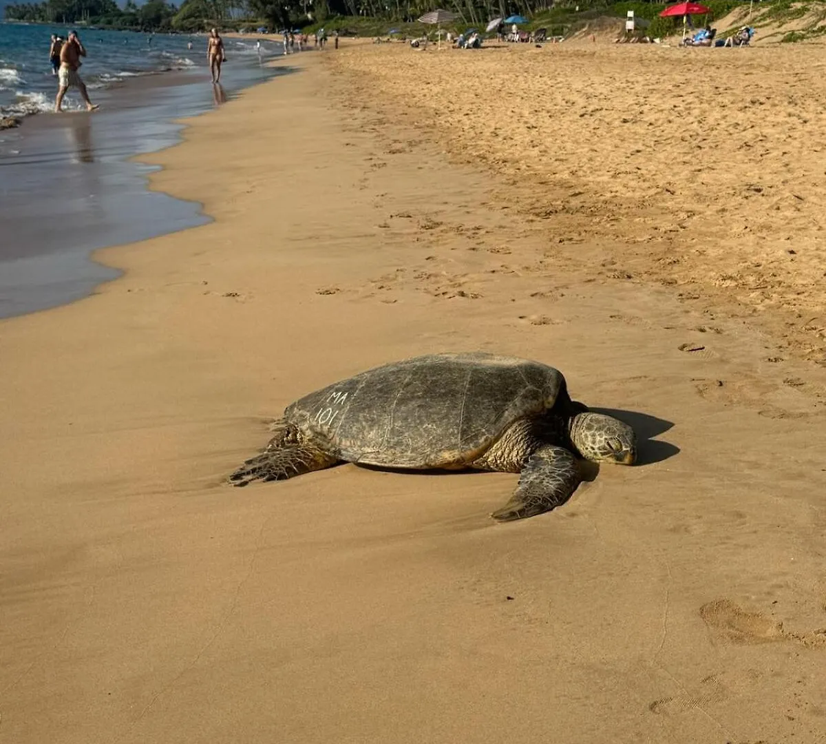 Turtle Paradise - King Bed, Ac, Across From Beach Kihei